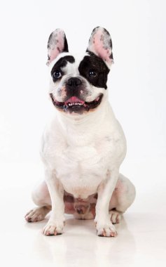 sevimli küçük buldozer 