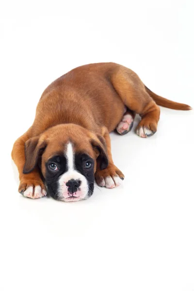 Cãozinho boxer adorável — Fotografia de Stock