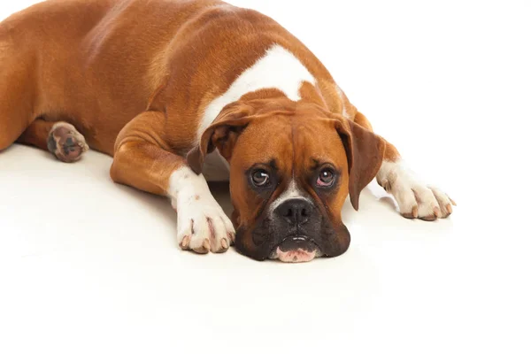 Güzel boxer köpek — Stok fotoğraf