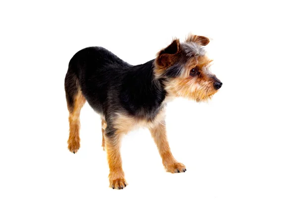 Niedlicher kleiner Hund — Stockfoto