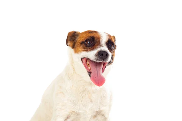 Cão pequeno bonito — Fotografia de Stock