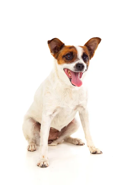 Cão pequeno bonito — Fotografia de Stock