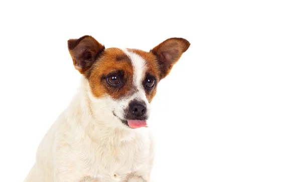 Cão pequeno bonito — Fotografia de Stock