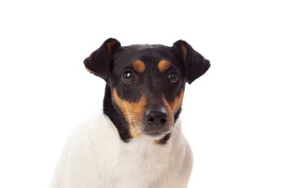 Cão pequeno bonito — Fotografia de Stock