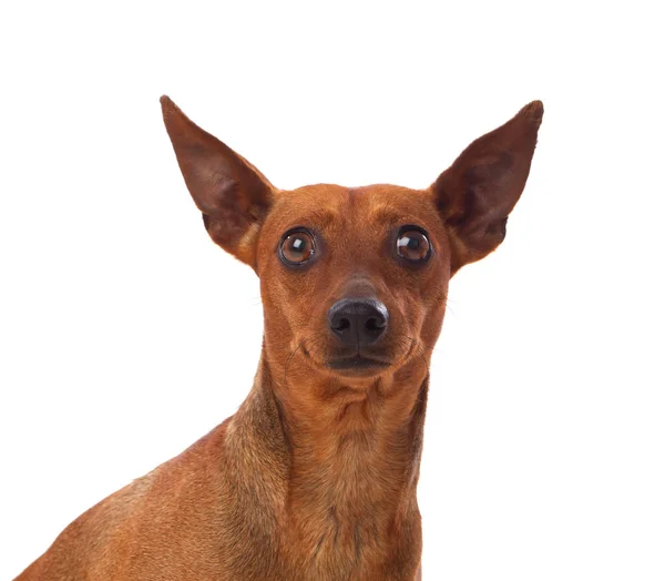 Güzel kahverengi köpek — Stok fotoğraf