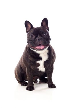 sevimli siyah bulldog