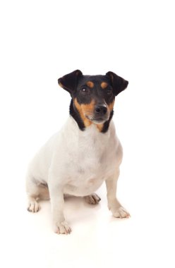 güzel küçük köpek 