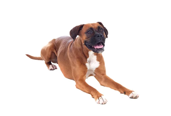 Schöner Boxerhund — Stockfoto