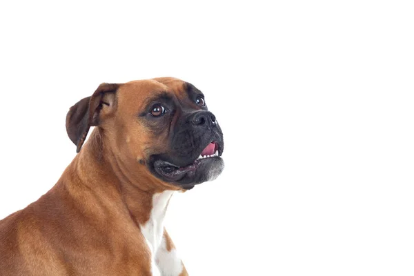 Krásný boxer pes — Stock fotografie