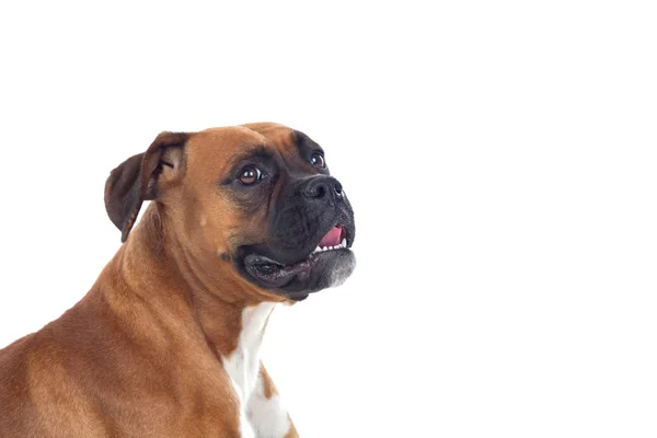 Vackra boxer hund — Stockfoto