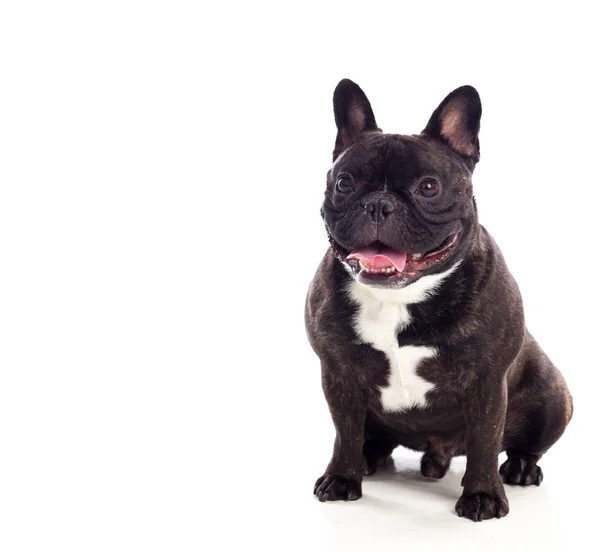 Bonito preto bulldog — Fotografia de Stock