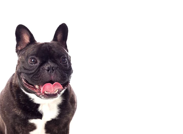 Sevimli siyah bulldog — Stok fotoğraf
