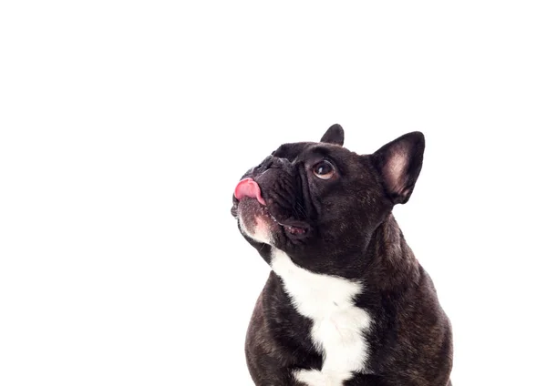 Aranyos fekete bulldog — Stock Fotó