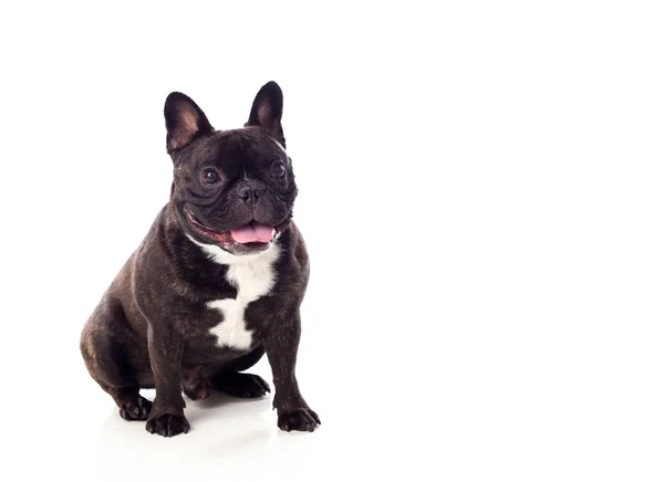 Sevimli siyah bulldog — Stok fotoğraf