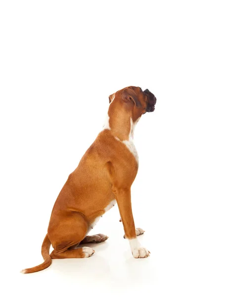 Bonito cão Boxer — Fotografia de Stock