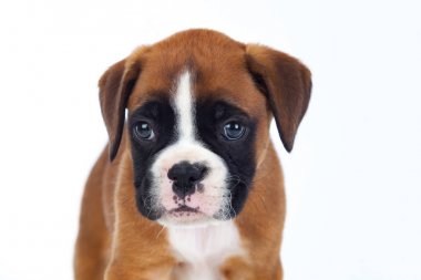 Çok güzel boxer köpek yavrusu