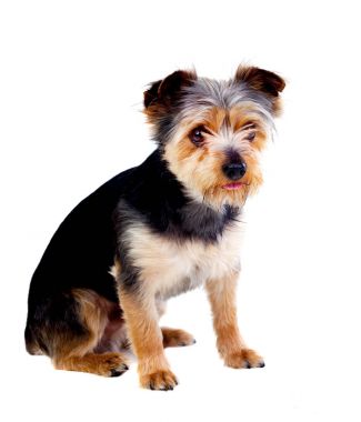 sevimli küçük köpek