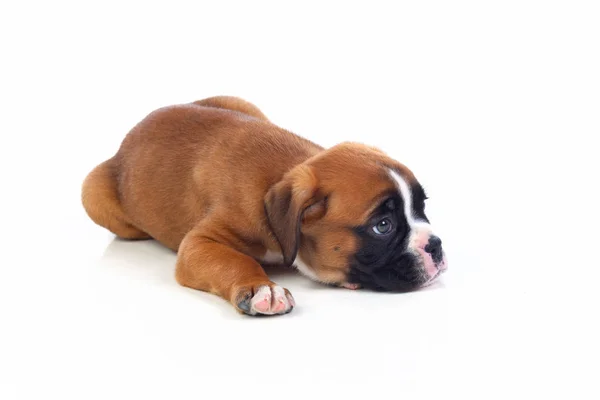 Adorable boxer puppy — Stock Photo, Image