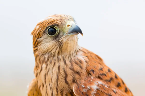 Young kestrel with beautiful plumage — Stock Photo, Image