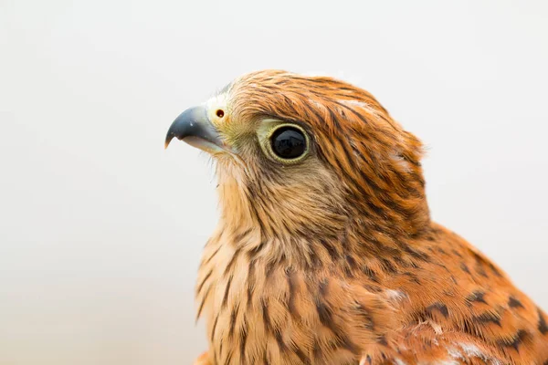 Jovem kestrel com bela plumagem — Fotografia de Stock