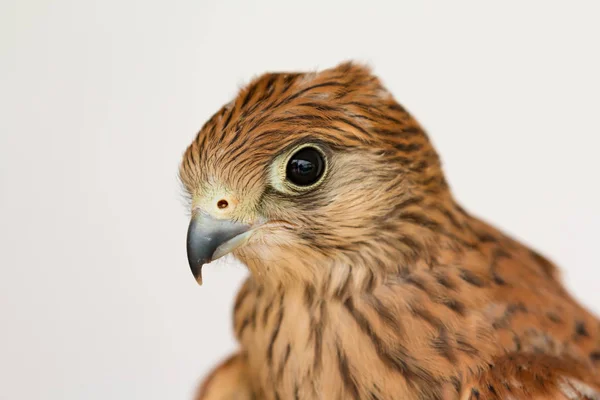 Ung tornfalk med vacker fjäderdräkt — Stockfoto