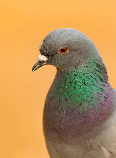 Paloma salvaje con hermosas plumas —  Fotos de Stock