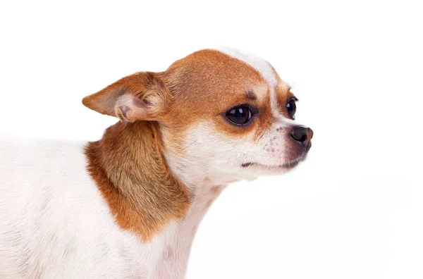 Маленька коричнево-біла собака — стокове фото