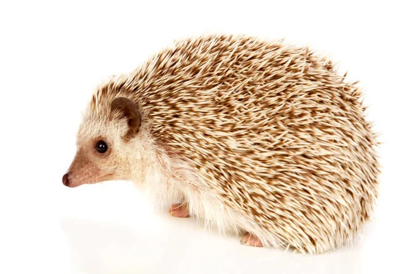 Funny brown hedgehog — Stock Photo, Image