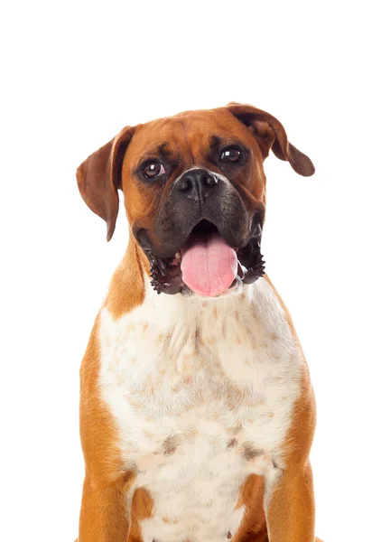 Красива коричнева собака-боксер — стокове фото