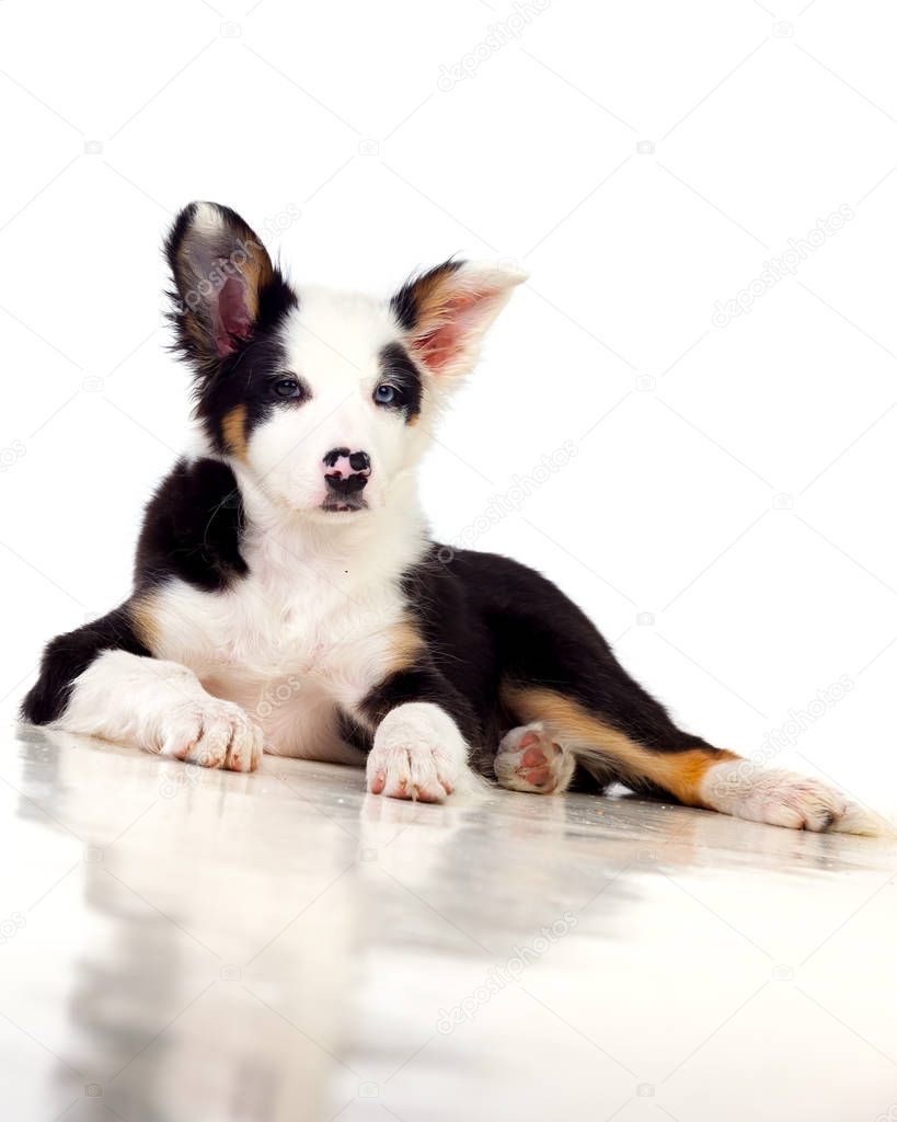 Border Collie Dog 