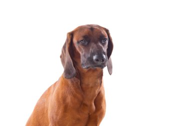 Brown Bavyera tazı köpeği