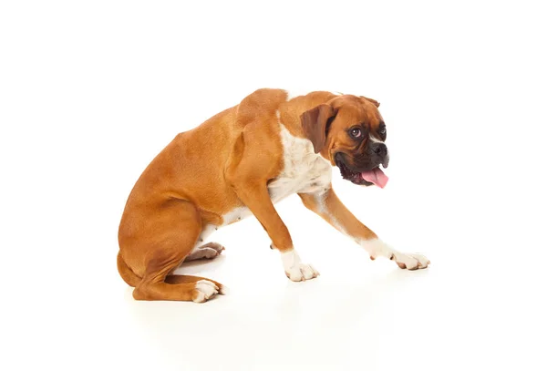 Beautiful boxer dog — Stock Photo, Image