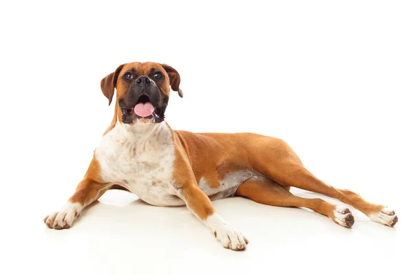 Piękny bokser pies — Zdjęcie stockowe