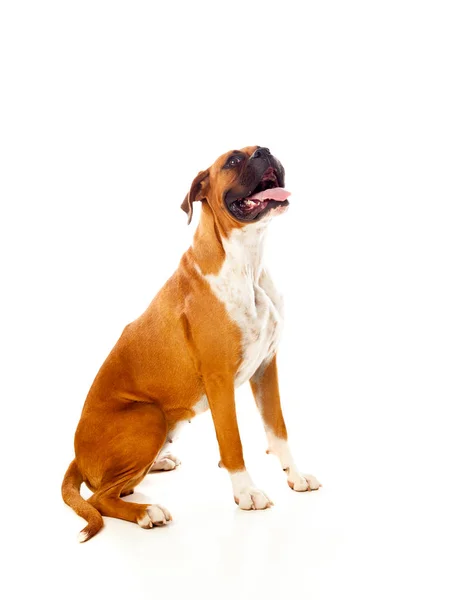 Güzel boxer köpek — Stok fotoğraf