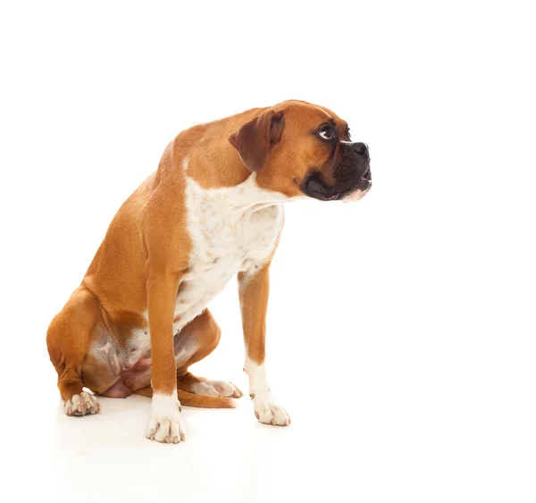 Güzel boxer köpek — Stok fotoğraf