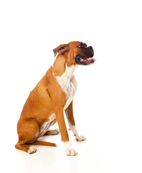 Szép Boxer kutya — Stock Fotó