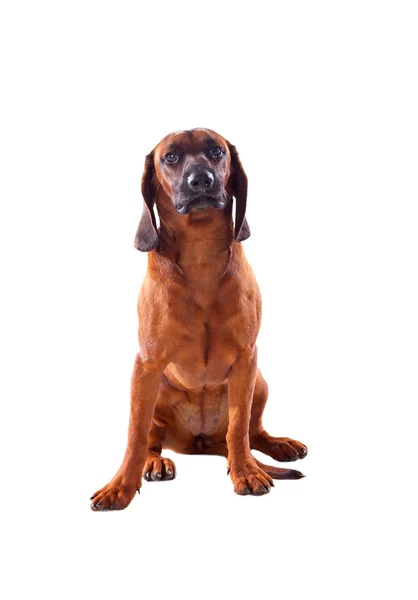 Brown bavorské hound dog — Stock fotografie