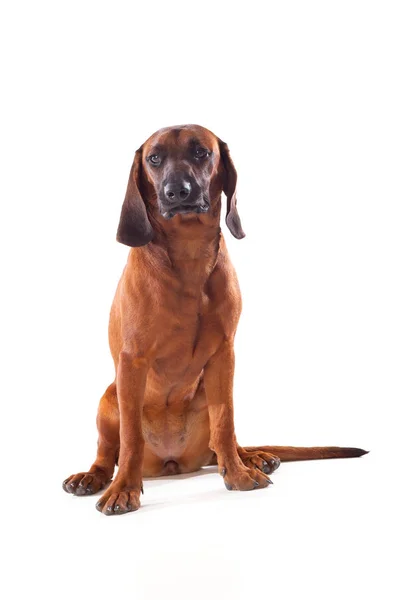 Brown Bavyera tazı köpeği — Stok fotoğraf