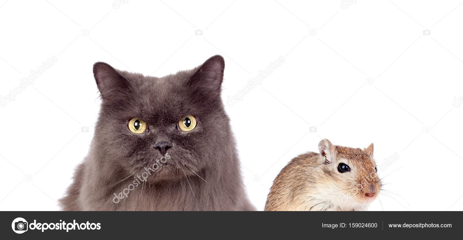 Grey Cat And Brown Mouse Dangerous Friendship Stock Photo Image By C Gelpi Grey Cat And Brown Mouse Dangerous Friendship Stock Photo Image By C Gelpi