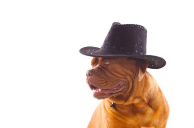 Dogue de Bordeaux siyah şapkalı