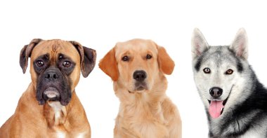 Üç farklı yetişkin köpek