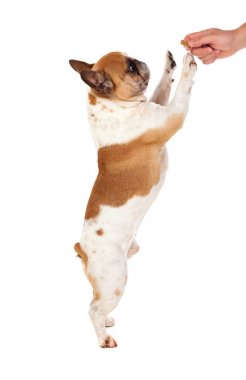 sevimli küçük buldozer