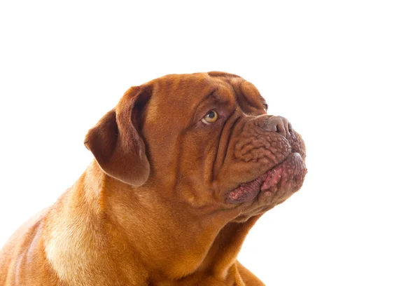 Cute Dogue de Bordeaux — Zdjęcie stockowe