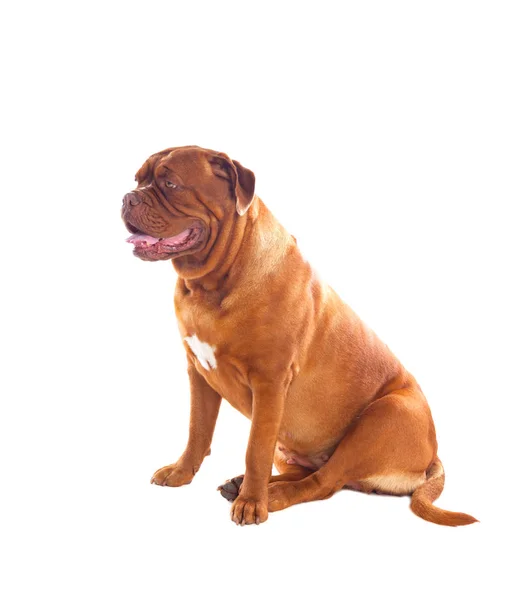 Cute Dogue de Bordeaux — ストック写真