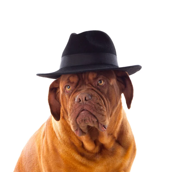 Dogue de Bordeaux with black hat — Stock Photo, Image