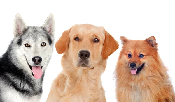 Tres perros adultos diferentes — Foto de Stock