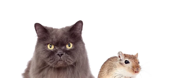 Grey cat and brown mouse. Dangerous friendship — Stock Photo, Image