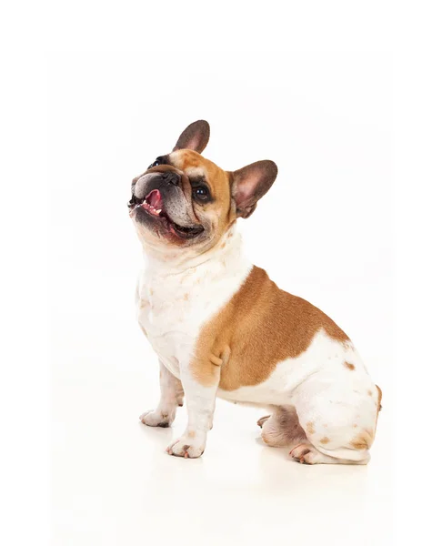 Schattige kleine bulldog — Stockfoto