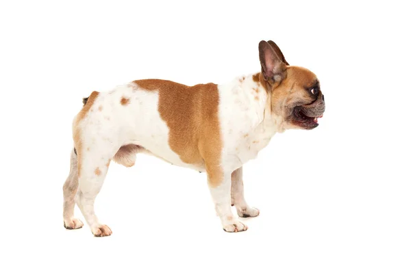 Carino piccolo bulldog — Foto Stock