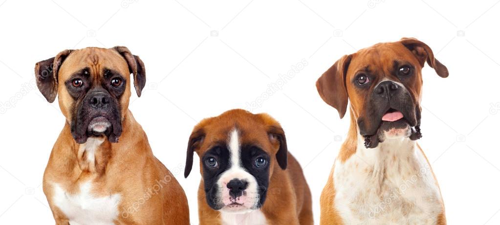 Beautiful family of boxer dogs